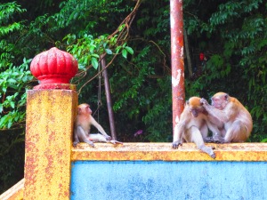 Macaque monkeys to entertain us on the way.